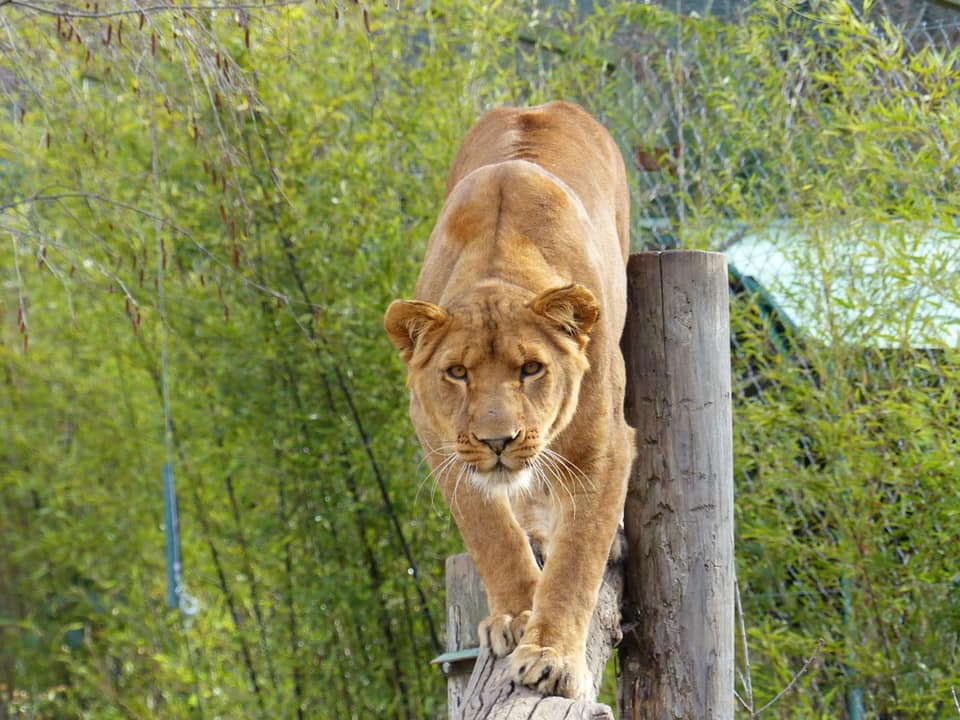 Lion Parc animalier de Casteil