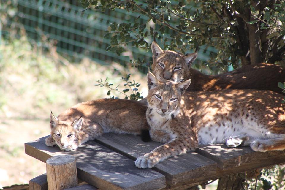 Lynx Parc animalier de Casteil