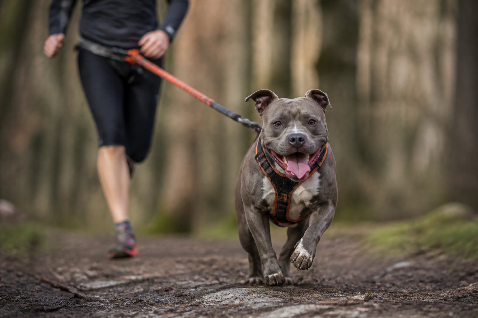Bien vivre avec votre chien au quotidien