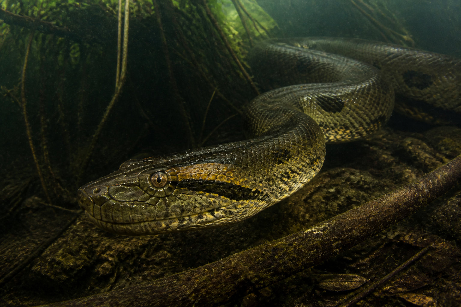 Reptiles massifs et amphibiens aux facultés biologiques uniques