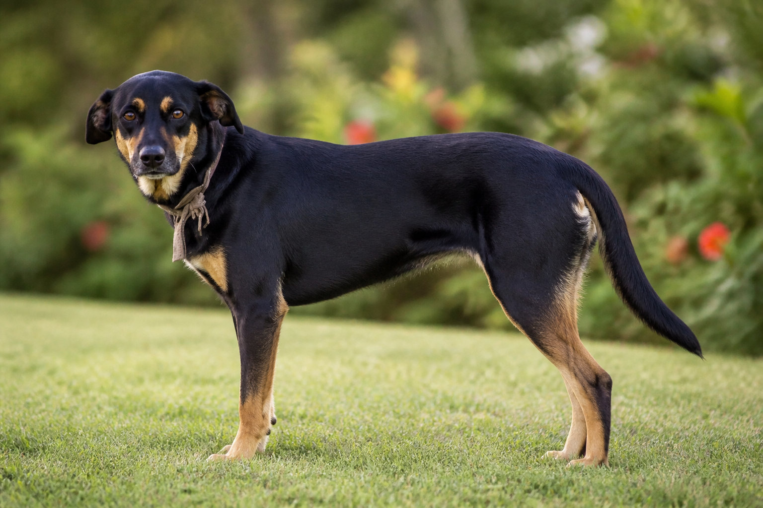 Portrait d'un chien au caractère bien trempé