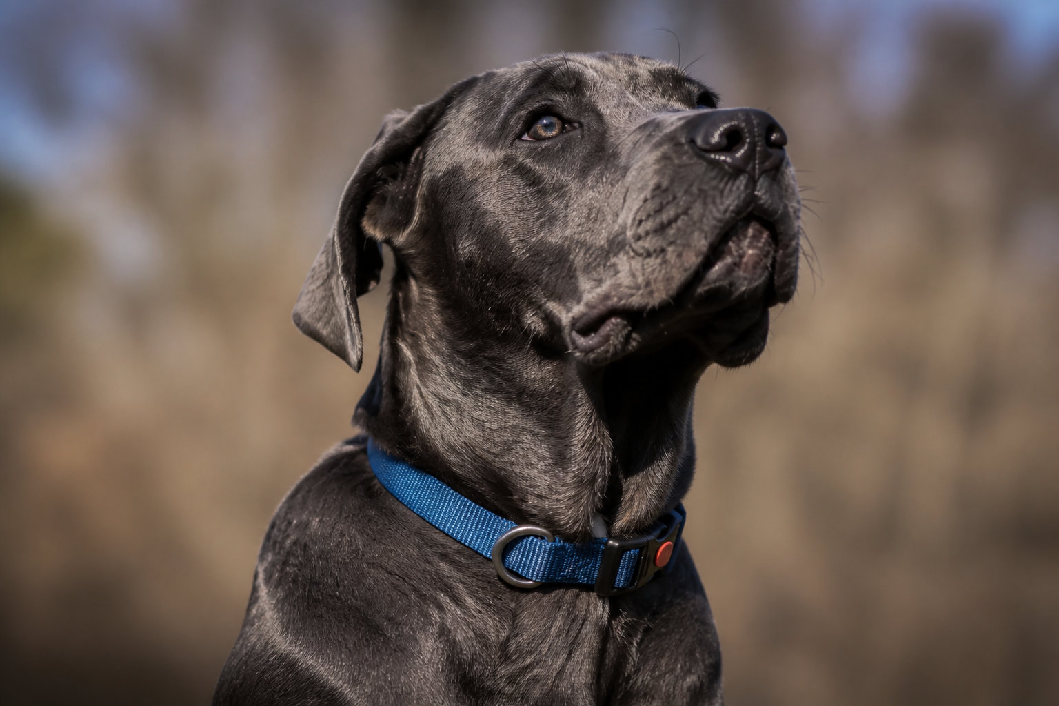 Cane Corso : le gardien romain à la musculature d'acier