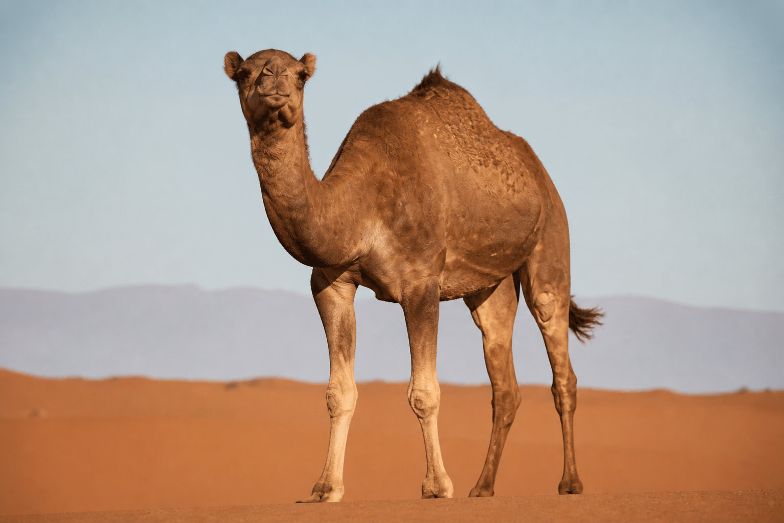 Comment distinguer les animaux aux noms similaires ?