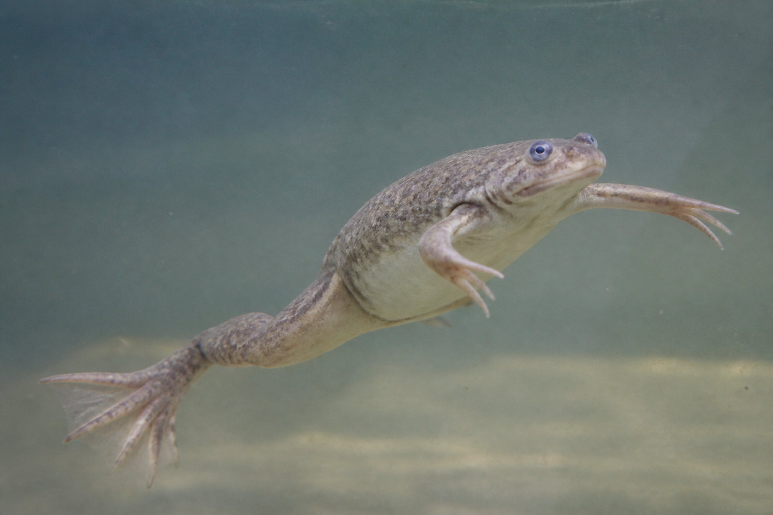 Le Xénope, une grenouille singulière dépourvue de langue