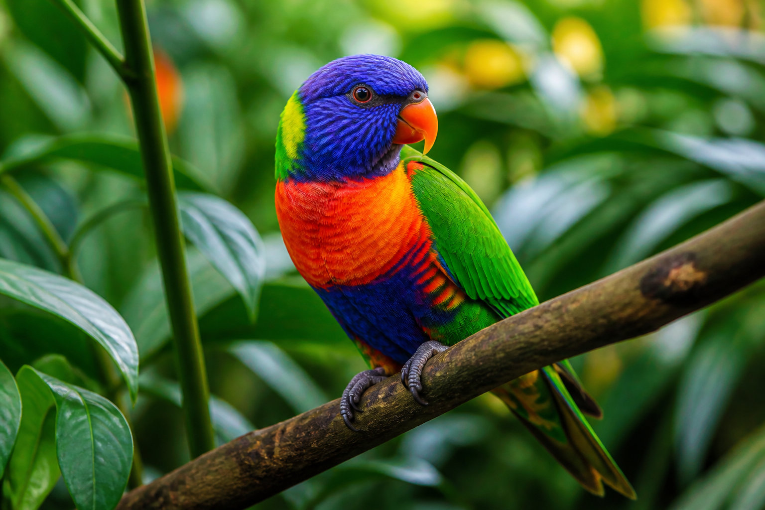 Oiseaux et espèces ailées à connaître absolument