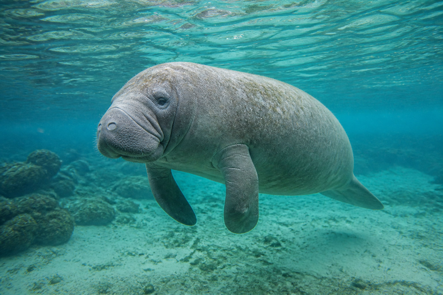 Le monde aquatique et les invertébrés spécifiques