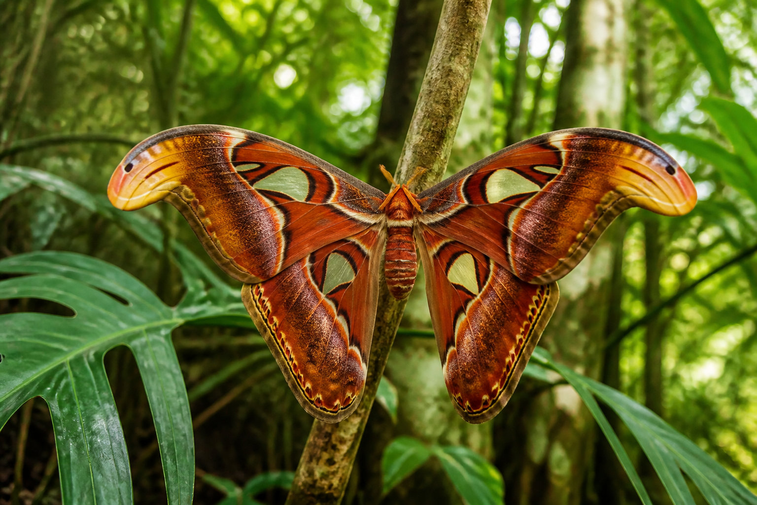 Monde des insectes et lépidoptères aux envergures records
