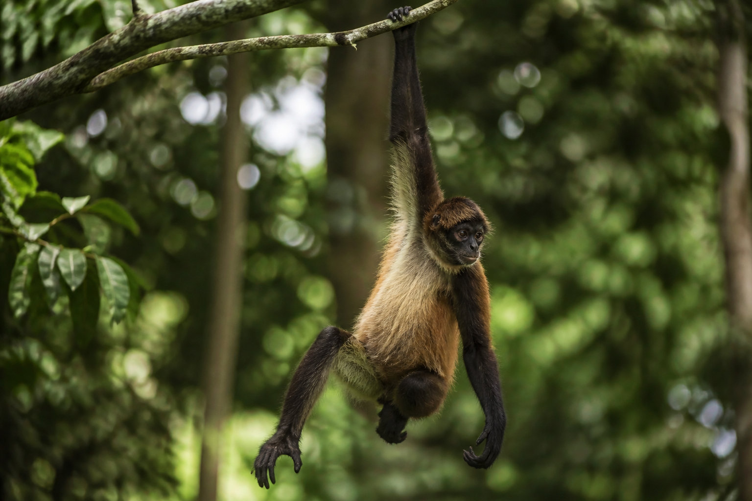 Espèces en péril et enjeux actuels de la biodiversité