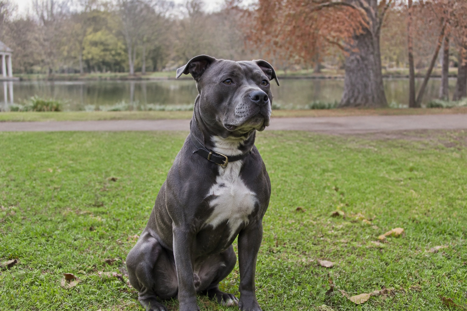 Quel budget prévoir pour un staffie adulte ?