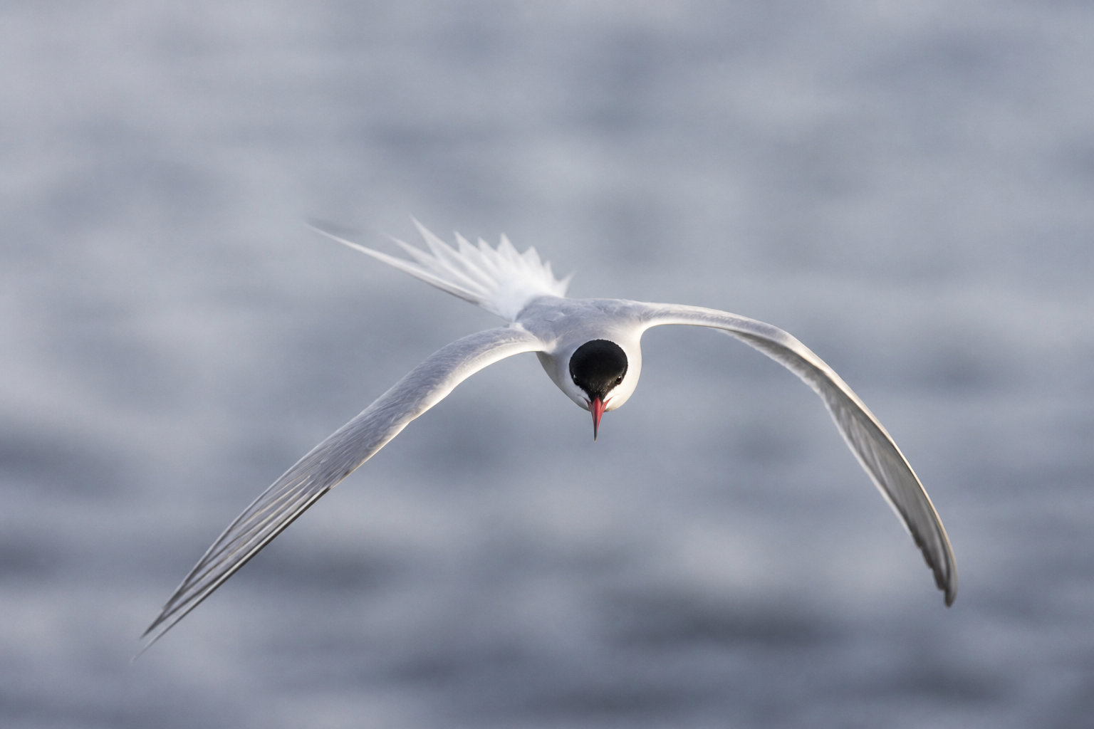 Oiseaux et créatures ailées commençant par la lettre s