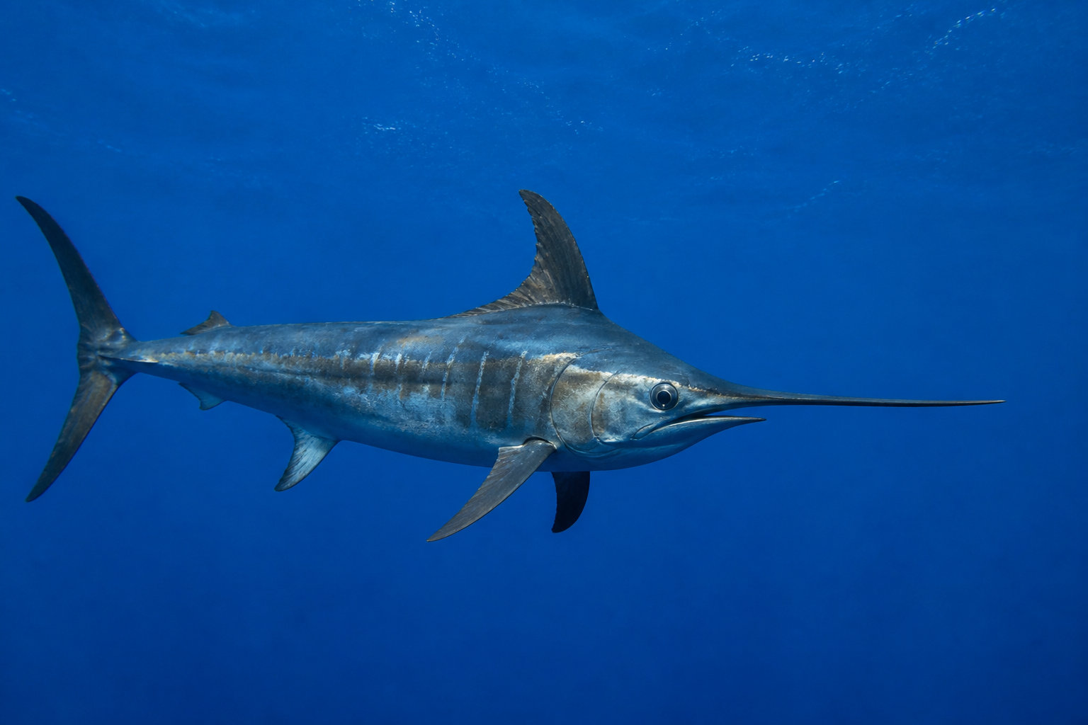 3 catégories d'animaux aquatiques et invertébrés à découvrir