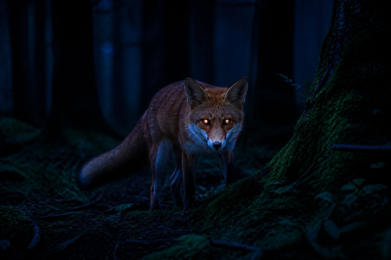 Renard la nuit et signification spirituelle de cette rencontre