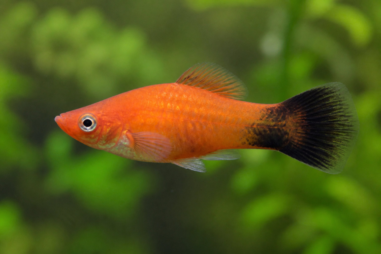 Le Xiphophore, ce poisson tropical aux allures de duelliste